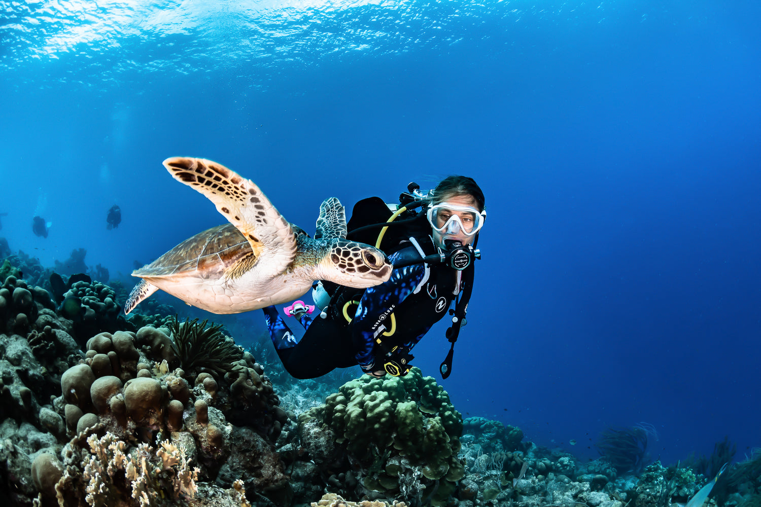 Aqua Lung Ocean Sea Turtle Scuba Diving Coral